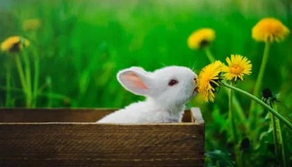 开云网页版登录入口-北京德比：北京金星胜江苏元明星队，篮球北京德比